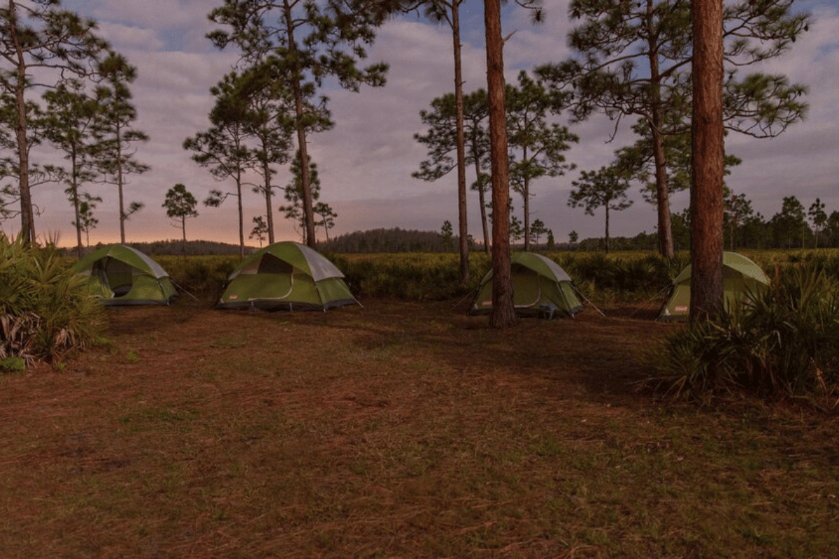 shady grove campground ga