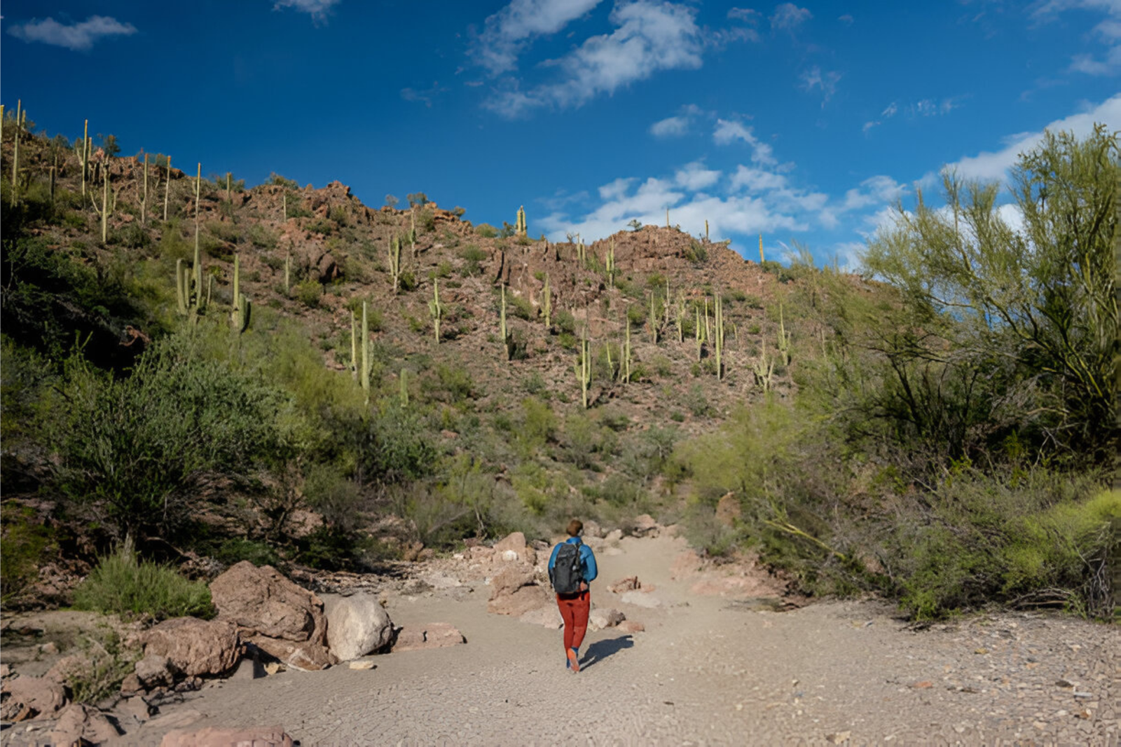 Cactus Loop Trail