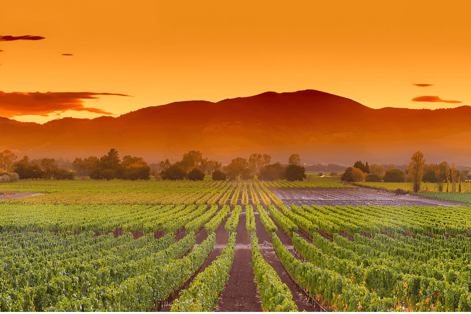 Great Places to Elope in USA_Napa Valley wine country mountain hillside vineyard growing crops for grape harvest